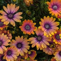Osteospermum 'Serenity™ Bronze' African Daisy 6" Pot