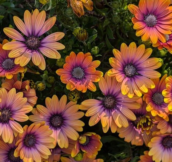 Osteospermum 'Serenity™ Bronze' African Daisy 6" Pot