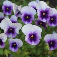 Add vibrant colour to your garden with the Pansy 'Beaconsfield' 4" Pot—a cluster of purple and white blooms with lush green leaves, perfect for brightening any outdoor space.