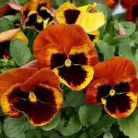 Close-up of vibrant Pansy 'Copperfield' flowers in orange, yellow, and maroon hues with green leaves, offered in a 10cm pot.