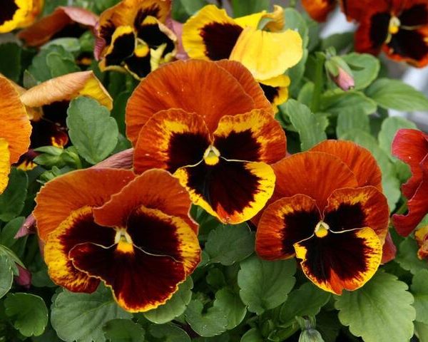Close-up of vibrant Pansy 'Copperfield' flowers in orange, yellow, and maroon hues with green leaves, offered in a 10cm pot.