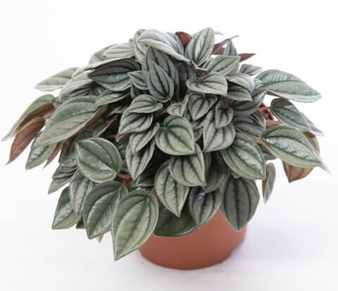 Peperomia 'Milano' PBR in a 13 cm pot features green, silver-striped textured leaves, displayed against a white background.