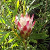 The Protea 'Ruby Blush' in a 15cm pot features pink and white blooms with green slender leaves, thriving in natural sunlight—ideal for display or gifting.