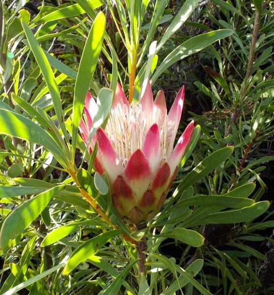 The Protea 'Ruby Blush' in a 15cm pot features pink and white blooms with green slender leaves, thriving in natural sunlight—ideal for display or gifting.