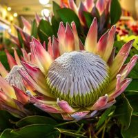Protea 'King Summer' in a 15cm pot features a large flower with pale pink and white petals, a textured central dome, and lush green leaves—perfect for adding striking beauty to your indoor space.