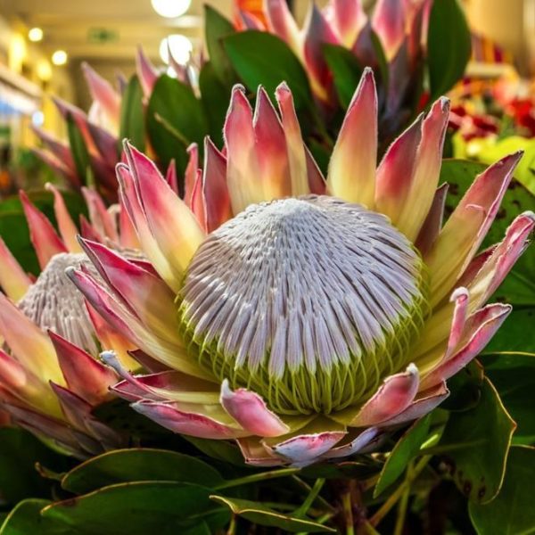 Protea 'King Summer' in a 15cm pot features a large flower with pale pink and white petals, a textured central dome, and lush green leaves—perfect for adding striking beauty to your indoor space.