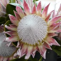 Close-up of two large Protea 'King Winter' flowers with pink and white petals and textured centres, surrounded by green leaves. Perfect for a striking display in a 15cm pot.