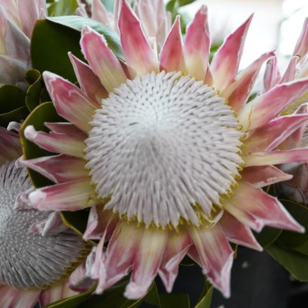 Close-up of two large Protea 'King Winter' flowers with pink and white petals and textured centres, surrounded by green leaves. Perfect for a striking display in a 15cm pot.