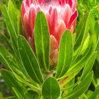 A close-up of the Protea 'Pink Princess' 6" Pot shows its stunning pink blossom and green leaves, set against a softly blurred green background.