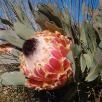 The Protea 'Queen' in a 15cm pot features large pink flowers and thick green leaves, thriving best in direct sunlight.