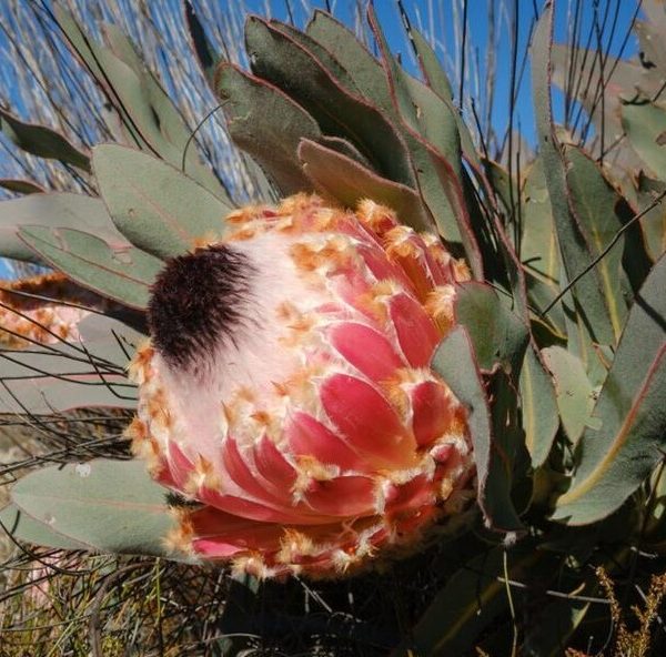 The Protea 'Queen' in a 15cm pot features large pink flowers and thick green leaves, thriving best in direct sunlight.