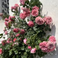 Rose 'Belle of Berlin™' Bush Form