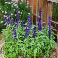 The Salvia 'Midnight Model' 15cm Pot features lush plants with tall purple flower spikes, set in straw mulch. Pink blooms and a wooden window complete this elegant garden display.