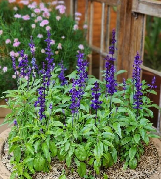 The Salvia 'Midnight Model' 15cm Pot features lush plants with tall purple flower spikes, set in straw mulch. Pink blooms and a wooden window complete this elegant garden display.