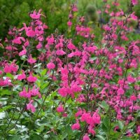 Salvia 'Pink Blush' Sage features dense clusters of bright pink flowers and green leaves, ideal for outdoor gardens or mixing with other sages. Perfect for planting in a 10cm pot.
