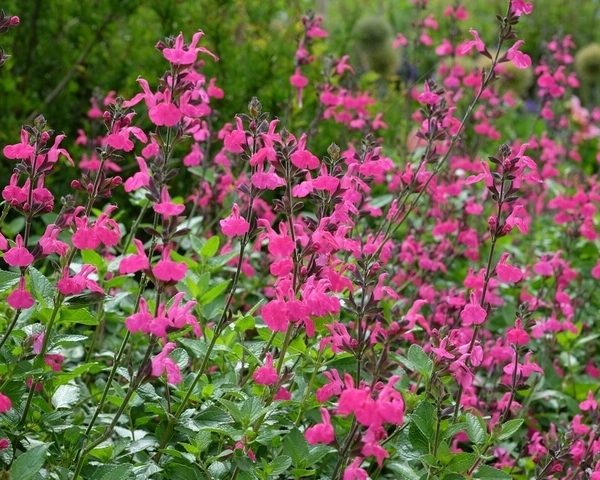 Salvia 'Pink Blush' Sage features dense clusters of bright pink flowers and green leaves, ideal for outdoor gardens or mixing with other sages. Perfect for planting in a 10cm pot.