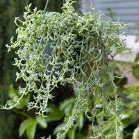 Senecio 'Dolphin Necklace' (String of Dolphins) 5" (Hanging Basket)