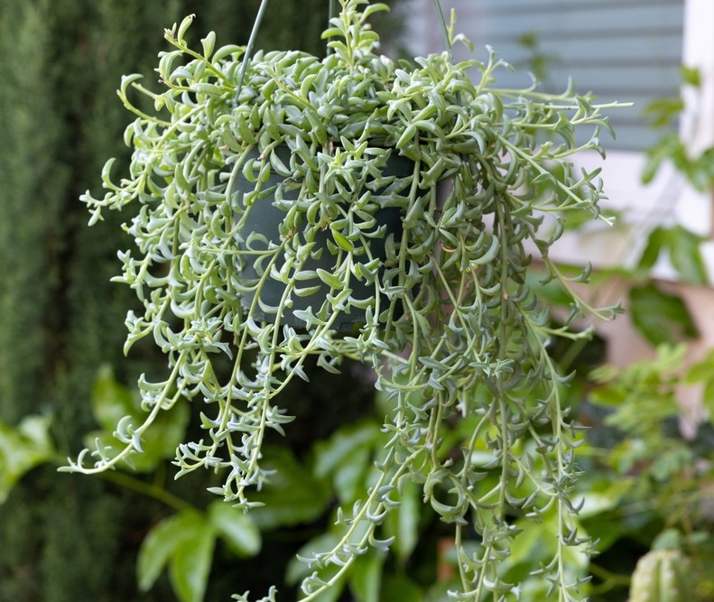 Senecio 'Dolphin Necklace' (String of Dolphins) 8" Hanging Basket