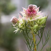 A close-up of Serruria 'Raspberry Burst' 15cm Pot shows its spiky pink and white petals with green buds on a slender stem, set against a blurred natural background—ideal for display.