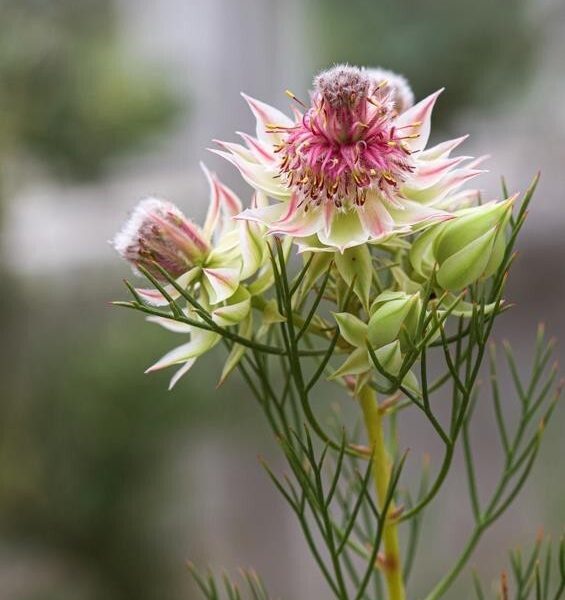 A close-up of Serruria 'Raspberry Burst' 15cm Pot shows its spiky pink and white petals with green buds on a slender stem, set against a blurred natural background—ideal for display.