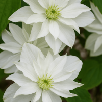 Clematis 'Starlight' 6" Pot