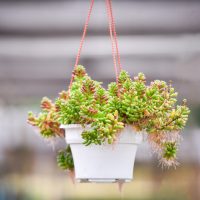 Hanging Basket Succulents