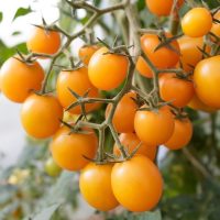 Tomato 'Yellow Cherry' 4" Pot