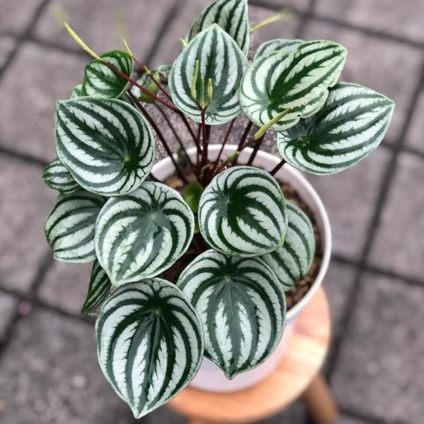 A Peperomia 'Melon Peru' PBR in a 13 cm pot, featuring green and silver striped leaves, is displayed on a wooden stool atop a tiled floor.