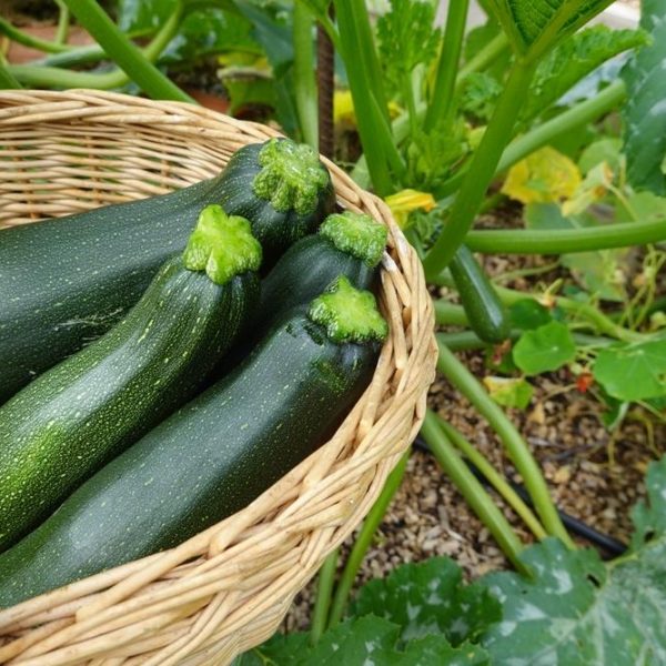Zucchini 'Black' 4" Pot