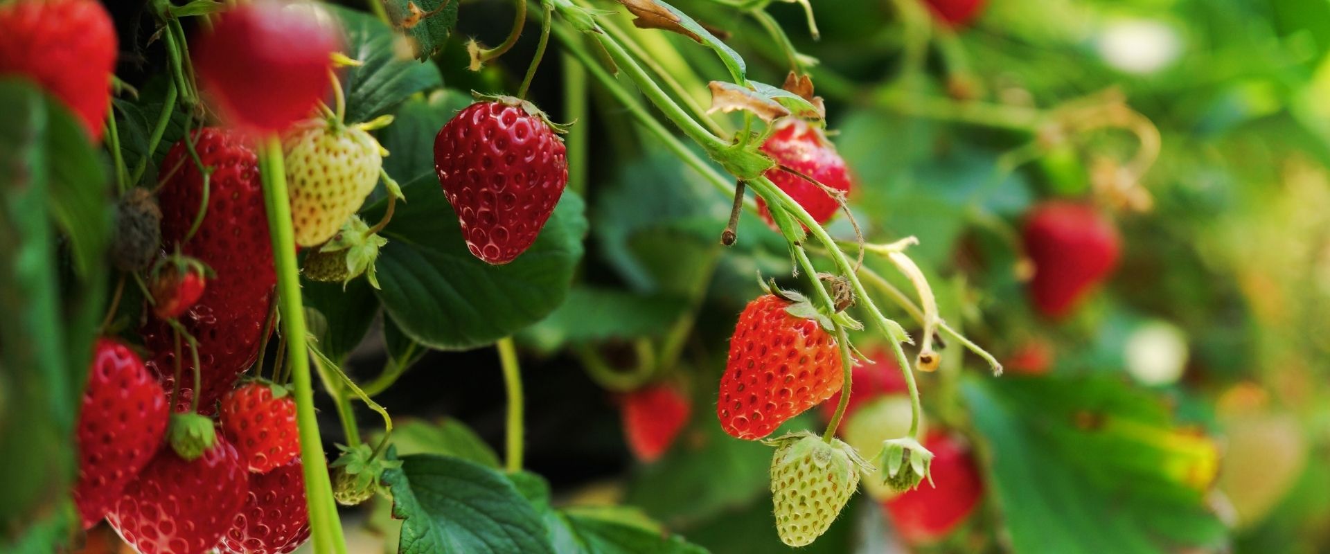 Close-up of ripe and unripe strawberries growing on green plants, with leaves and stems visible in the background—perfect inspiration for your next garden tips.