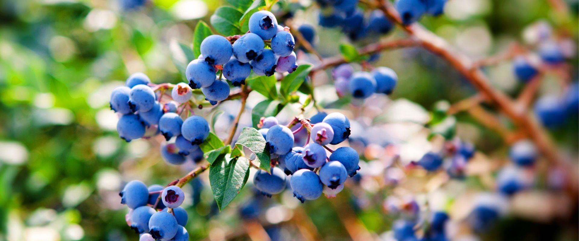 Close-up of ripe blueberries growing on a bush with green leaves, photographed outdoors in natural light—perfect inspiration for your next Garden Hacks.