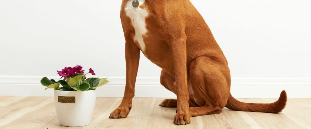 A brown dog sits on a light wood floor next to a white pot containing a purple-flowered, dog-friendly plant, against a plain white wall.