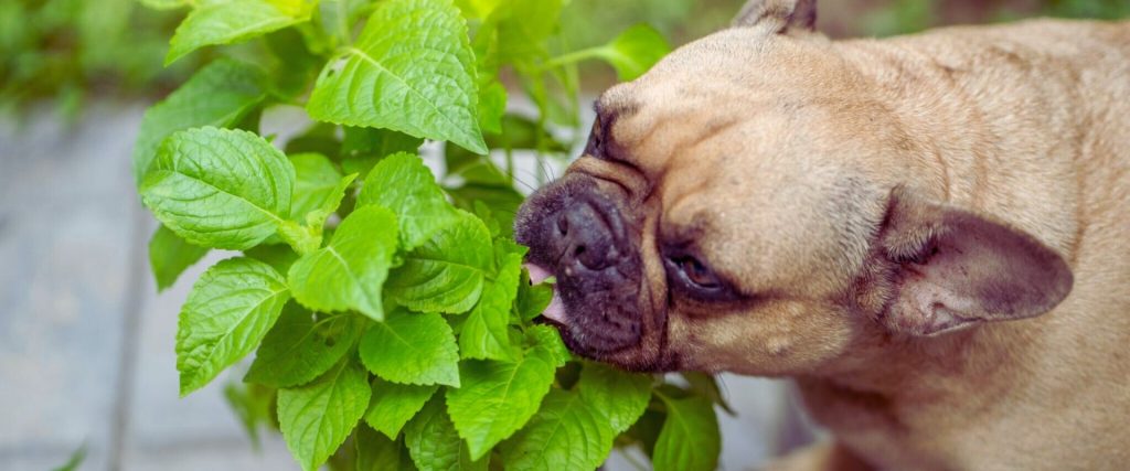 A fawn French Bulldog is outdoors, biting and chewing green leaves from dog-friendly plants.