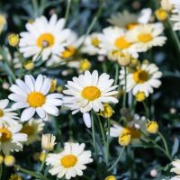 Argyranthemum 'LaRita® White' Daisy' 6" Pot