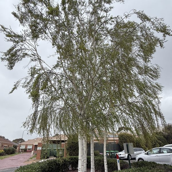 Betula 'Cut Leaf' Silver Birch 10" Pot