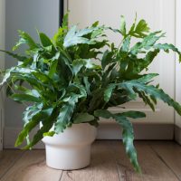 A potted green fern with long, jagged leaves sits on a wooden floor next to a white cupboard and a window.