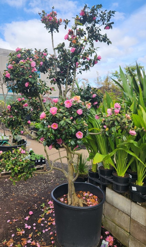 Camellia japonica 'Debbie' 120L (Cloud Pruned)