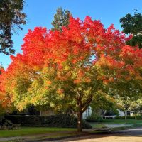 A tree with bright red and orange autumn leaves stands on a residential street, with houses and other green trees in the background under a clear blue sky.