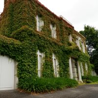 Two-storey building with white columns and windows almost entirely covered in green ivy, surrounded by leafy plants and trees.