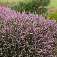 Erica 'Winter Heath' Pink