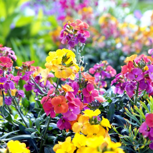 Erysimum 'Brightside Mix' Assorted 7" Pot