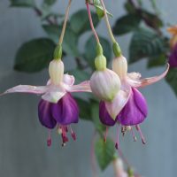 Fuchsia Fuchsita® 'Blue White' 6" Pot