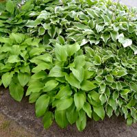 Hosta 'Assorted Varieties' 6" Pot
