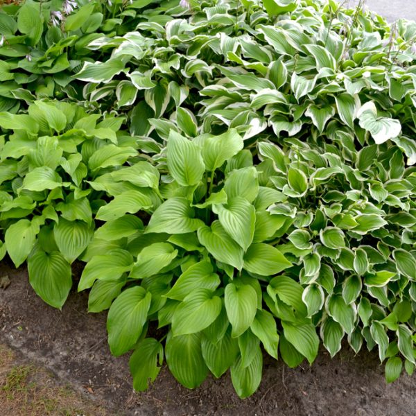 Hosta 'Assorted Varieties' 6" Pot