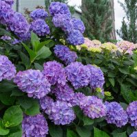 Hydrangea macrophylla 'Purple' 8" Pot