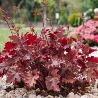 Heuchera 'Fire Alarm' Coral Bells 6" Pot