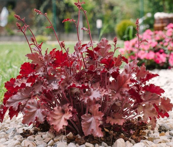 Heuchera 'Fire Alarm' Coral Bells 6" Pot