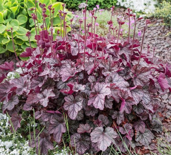 A dense clump of Heuchera plants with deep purple, textured leaves and tall thin flower stems, growing in a landscaped garden bed.