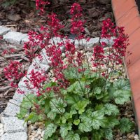 A Heuchera plant with green, ruffled leaves and tall stems of small red flowers grows in a garden bed bordered by rocks and bark chippings.