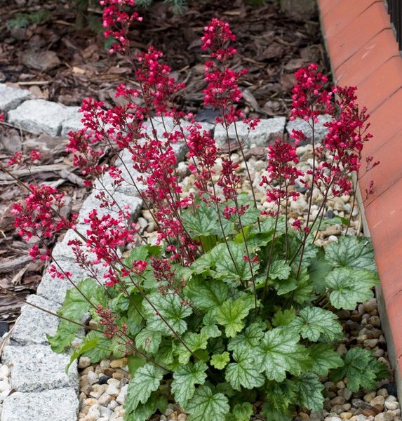 A Heuchera plant with green, ruffled leaves and tall stems of small red flowers grows in a garden bed bordered by rocks and bark chippings.